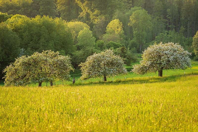 Fairy Fruit Trees